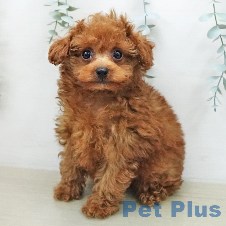 埼玉県のトイプードル(トイ) (ペットプラス 与野店/2026年1月31日生まれ/男の子/レッド)の子犬の2枚目の画像