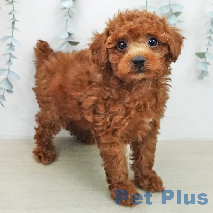 東京都のトイプードル(トイ) (ペットプラス 板橋店/2026年1月31日生まれ/女の子/レッド)の子犬の1枚目の画像