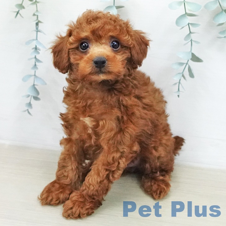 東京都のトイプードル(トイ) (ペットプラス 板橋店/2026年1月31日生まれ/女の子/レッド)の子犬の2枚目の画像