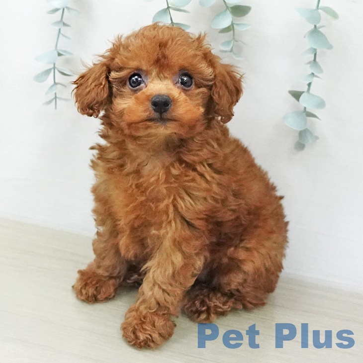 埼玉県のトイプードル(トイ) (ペットプラス 羽生店/2026年1月31日生まれ/女の子/レッド)の子犬