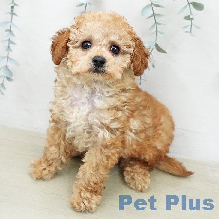 トイ・プードル