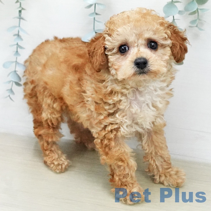 トイ・プードルの写真2