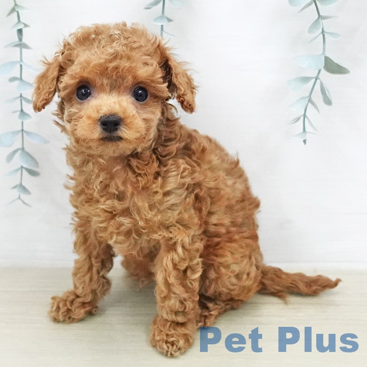 トイ・プードル