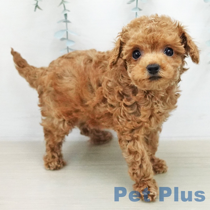 トイ・プードルの写真2