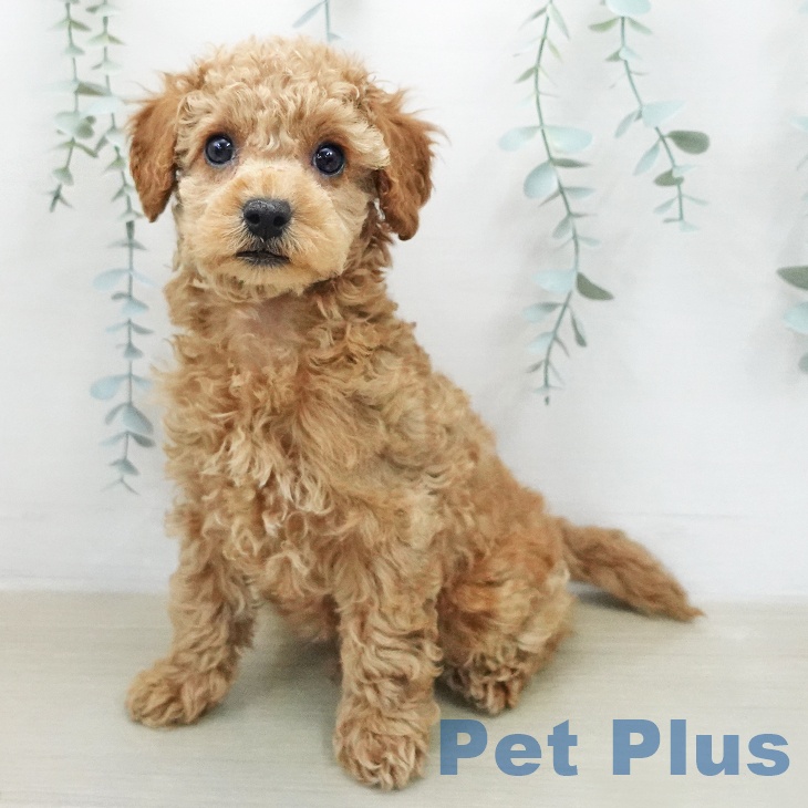 トイ・プードル