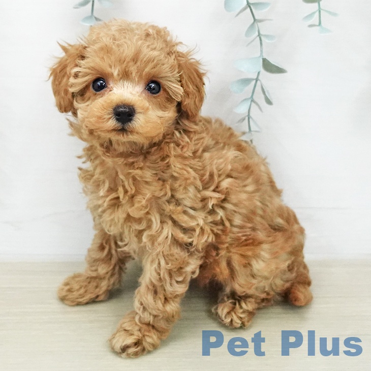埼玉県のトイプードル(トイ) (ペットプラス ららぽーと富士見店/2026年1月30日生まれ/男の子/クリーム)の子犬の1枚目の画像