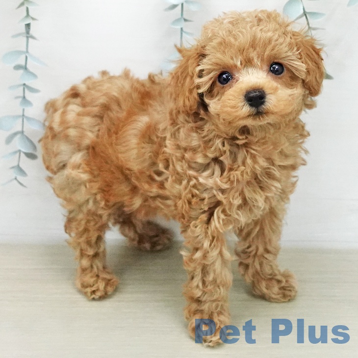 埼玉県のトイプードル(トイ) (ペットプラス ららぽーと富士見店/2026年1月30日生まれ/男の子/クリーム)の子犬の2枚目の画像