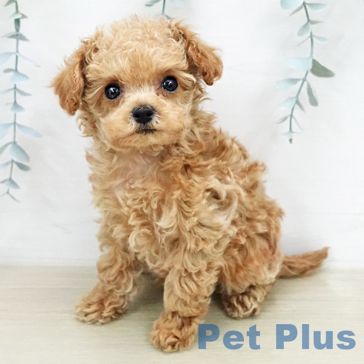茨城県のトイプードル(トイ) (ペットプラス つくば店/2026年1月30日生まれ/男の子/クリーム)の子犬の1枚目の画像