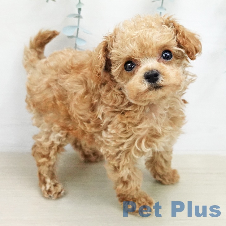 茨城県のトイプードル(トイ) (ペットプラス つくば店/2026年1月30日生まれ/男の子/クリーム)の子犬の2枚目の画像