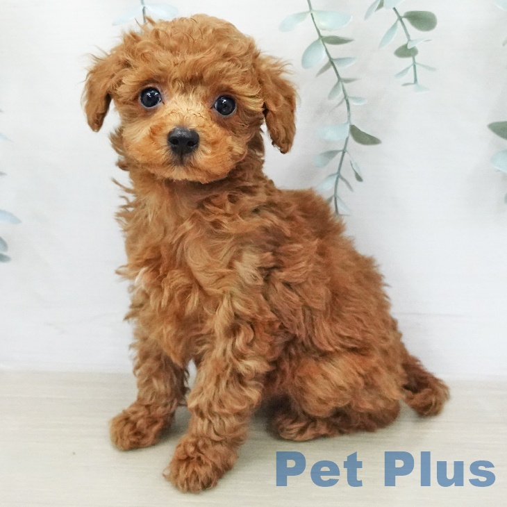 埼玉県のトイプードル(トイ) (ペットプラス イオンモール春日部店/2026年1月31日生まれ/男の子/レッド)の子犬の1枚目の画像