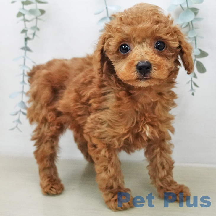 埼玉県のトイプードル(トイ) (ペットプラス イオンモール春日部店/2026年1月31日生まれ/男の子/レッド)の子犬の2枚目の画像