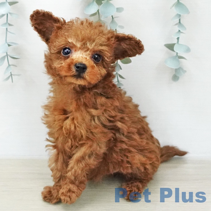 埼玉県のトイプードル(トイ) (ペットプラス クレアモール川越店/2026年1月31日生まれ/男の子/レッド)の子犬の1枚目の画像