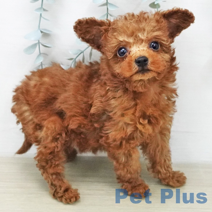 埼玉県のトイプードル(トイ) (ペットプラス クレアモール川越店/2026年1月31日生まれ/男の子/レッド)の子犬の2枚目の画像