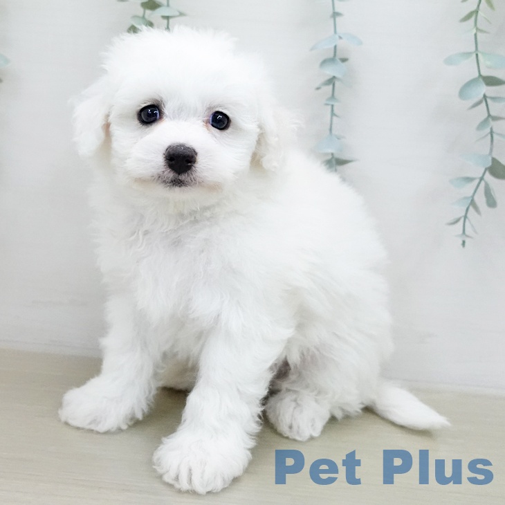 山梨県のビションフリーゼ (ペットプラス 甲府国母店/2026年1月30日生まれ/男の子/ホワイト)の子犬の1枚目の画像