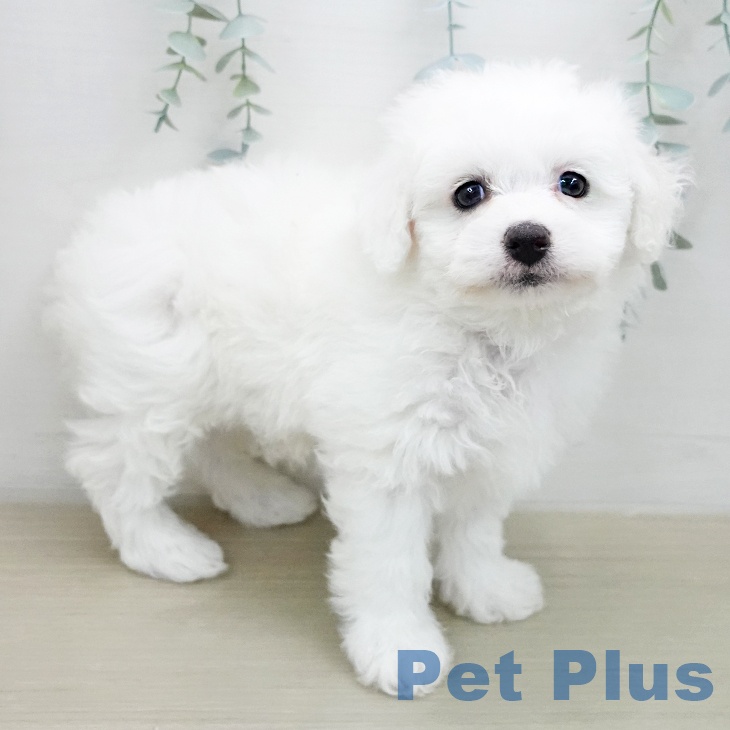 山梨県のビションフリーゼ (ペットプラス 甲府国母店/2026年1月30日生まれ/男の子/ホワイト)の子犬の2枚目の画像