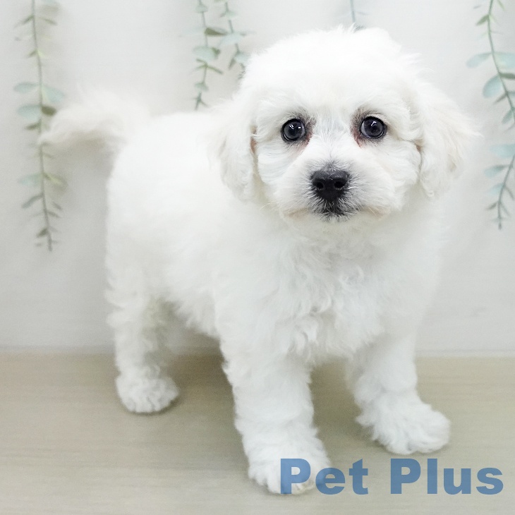 宮城県のビションフリーゼ (ペットプラス 仙台上杉店/2026年1月30日生まれ/男の子/ホワイト)の子犬の2枚目の画像