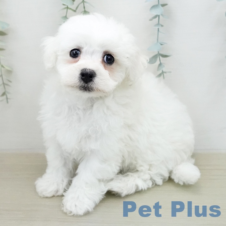 長野県のビションフリーゼ (ペットプラス 長野店/2026年1月30日生まれ/男の子/ホワイト)の子犬