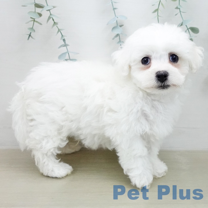 長野県のビションフリーゼ (ペットプラス 長野店/2026年1月30日生まれ/男の子/ホワイト)の子犬の2枚目の画像