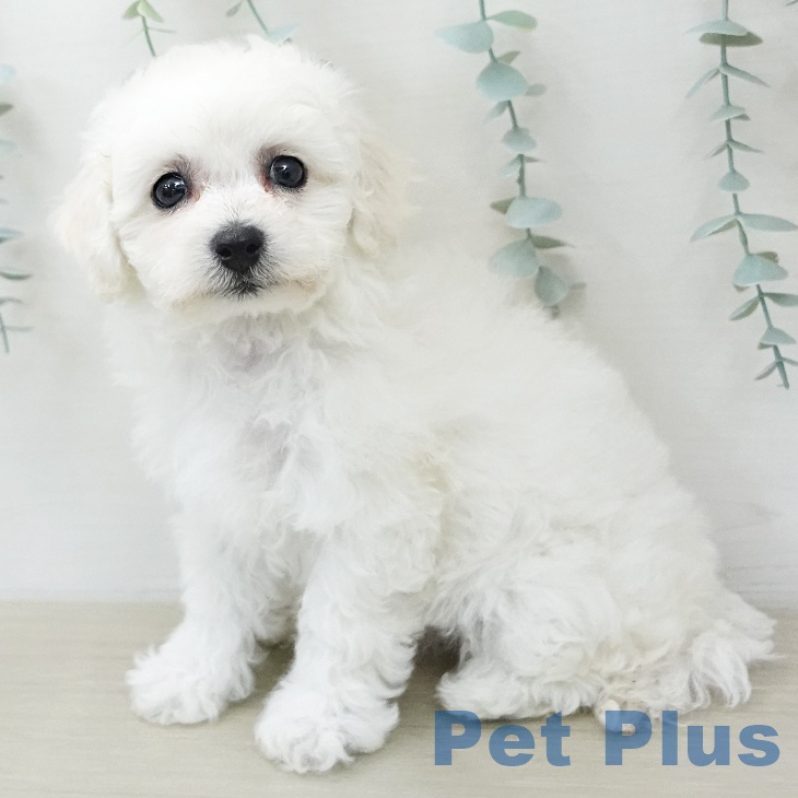 東京都のビションフリーゼ (ペットプラス 大井町トラックス店/2026年1月30日生まれ/女の子/ホワイト)の子犬