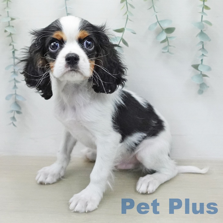 福島県のキャバリアキングチャールズスパニエル (ペットプラス 福島店/2026年1月16日生まれ/男の子/トライカラー)の子犬の1枚目の画像