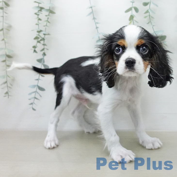 福島県のキャバリアキングチャールズスパニエル (ペットプラス 福島店/2026年1月16日生まれ/男の子/トライカラー)の子犬の2枚目の画像