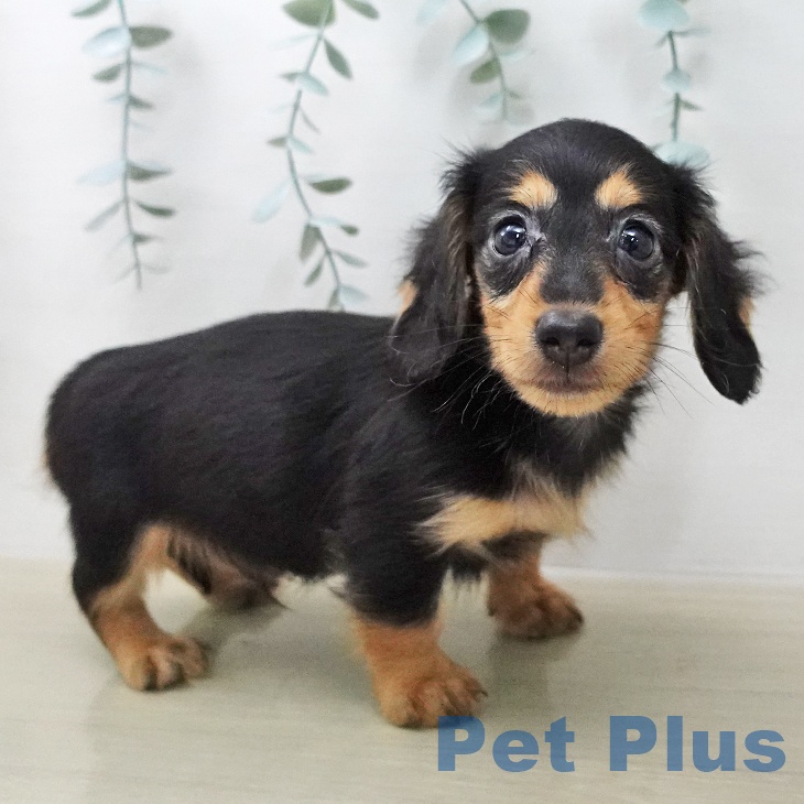 長野県のカニンヘンダックスフンド(ロング) (ペットプラス 須坂店/2026年1月31日生まれ/男の子/ブラックタン)の子犬の1枚目の画像