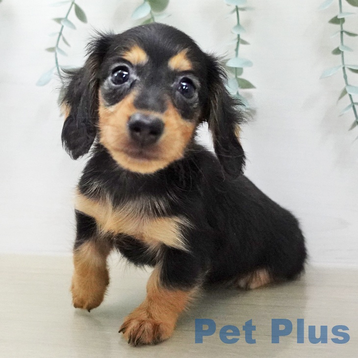 長野県のカニンヘンダックスフンド(ロング) (ペットプラス 須坂店/2026年1月31日生まれ/男の子/ブラックタン)の子犬の2枚目の画像