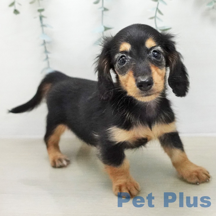 カニーンヘン・ダックスフンド