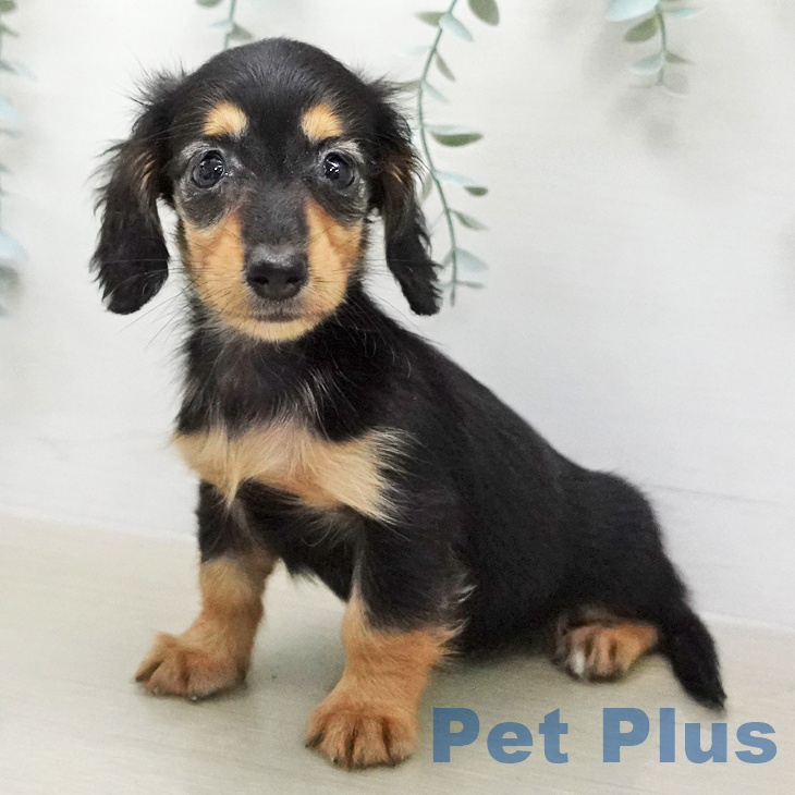 カニーンヘン・ダックスフンド