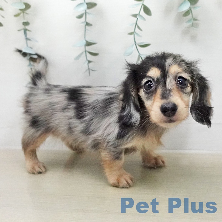 千葉県のカニンヘンダックスフンド(ロング) (ペットプラス 幕張新都心店/2026年1月31日生まれ/女の子/シルバーダップル)の子犬の1枚目の画像
