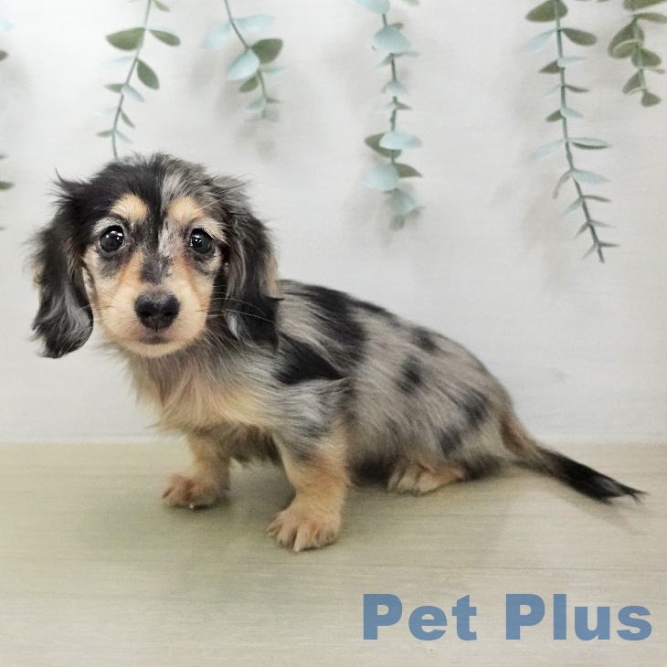 千葉県のカニンヘンダックスフンド(ロング) (ペットプラス 幕張新都心店/2026年1月31日生まれ/女の子/シルバーダップル)の子犬の2枚目の画像