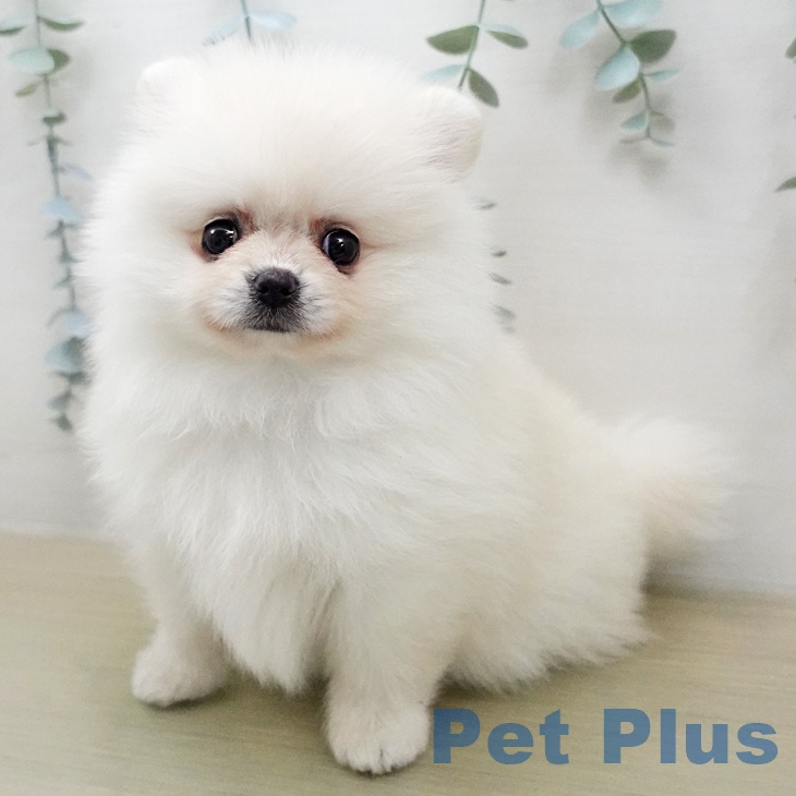 東京都のポメラニアン (ペットプラス 大井町トラックス店/2026年1月30日生まれ/女の子/クリーム)の子犬
