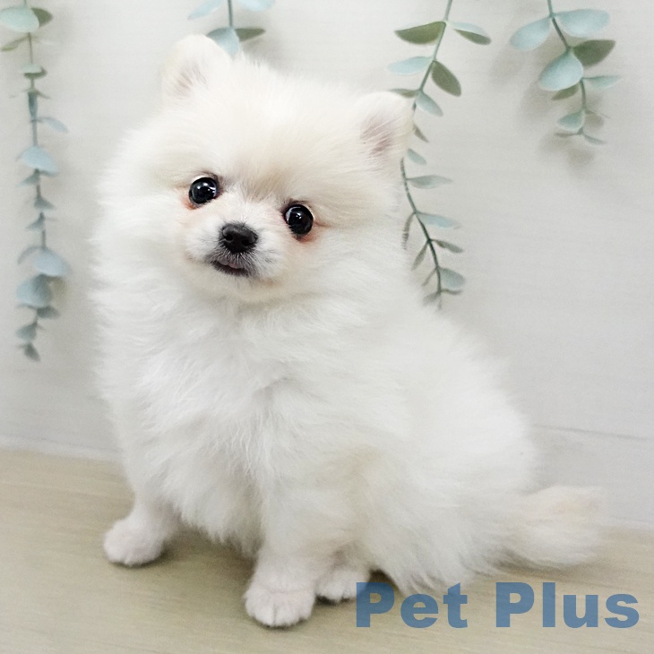 東京都のポメラニアン (ペットプラス アクアシティお台場店/2026年1月30日生まれ/女の子/クリームホワイト)の子犬の1枚目の画像