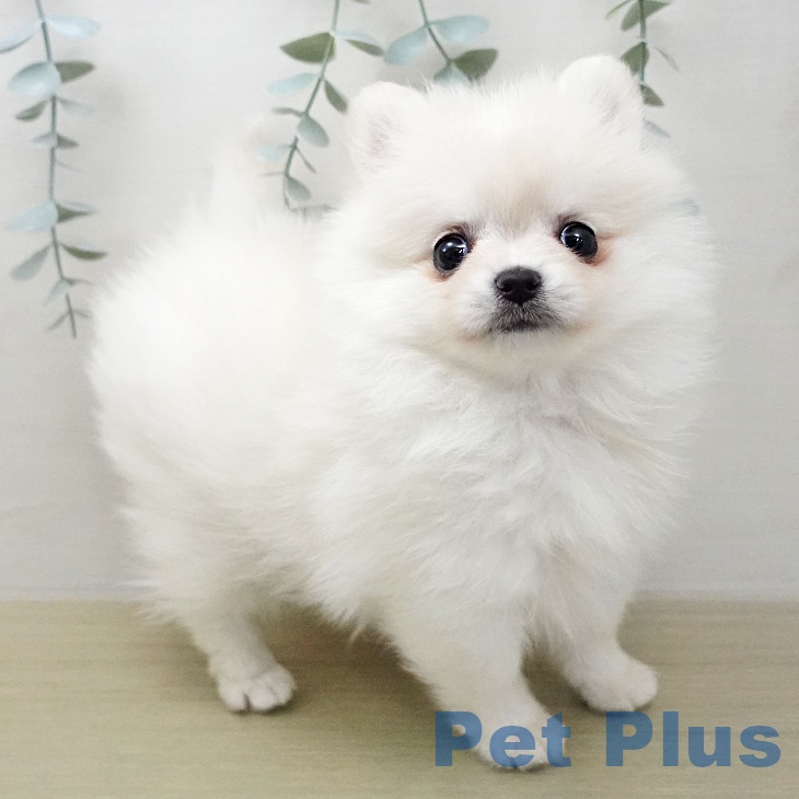 東京都のポメラニアン (ペットプラス アクアシティお台場店/2026年1月30日生まれ/女の子/クリームホワイト)の子犬の2枚目の画像