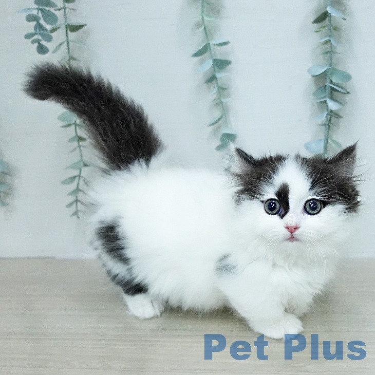 マンチカンの写真2