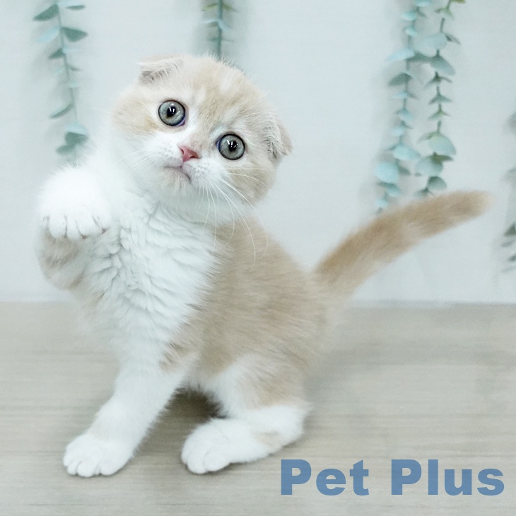 福島県のスコティッシュフォールド (ペットプラス 福島店/2026年1月23日生まれ/男の子/クリームタビーホワイト)の子猫