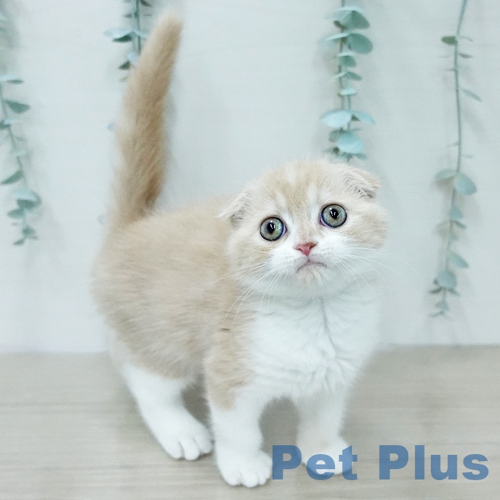福島県のスコティッシュフォールド (ペットプラス 福島店/2026年1月23日生まれ/男の子/クリームタビーホワイト)の子猫の2枚目の画像
