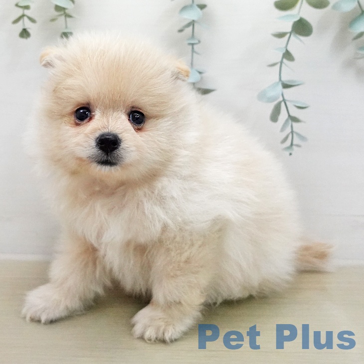 長野県のポメラニアン (ペットプラス 上田店/2026年1月30日生まれ/男の子/クリーム)の子犬の1枚目の画像