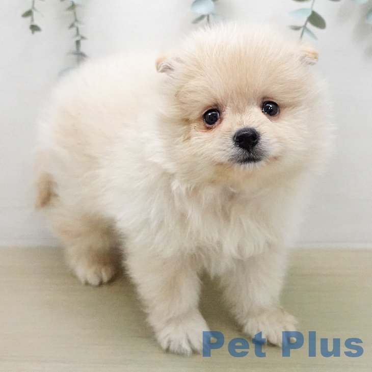 長野県のポメラニアン (ペットプラス 上田店/2026年1月30日生まれ/男の子/クリーム)の子犬の2枚目の画像