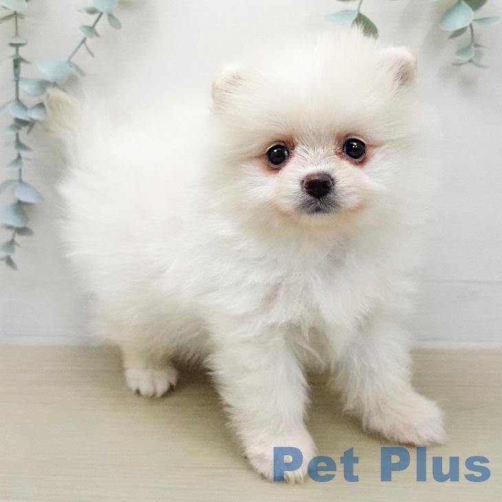 ポメラニアンの写真2