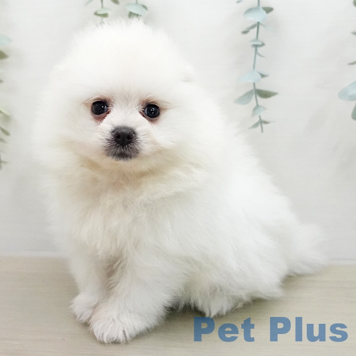 長野県のポメラニアン (ペットプラス 長野店/2026年1月31日生まれ/男の子/クリーム)の子犬の1枚目の画像