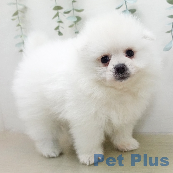 長野県のポメラニアン (ペットプラス 長野店/2026年1月31日生まれ/男の子/クリーム)の子犬の2枚目の画像