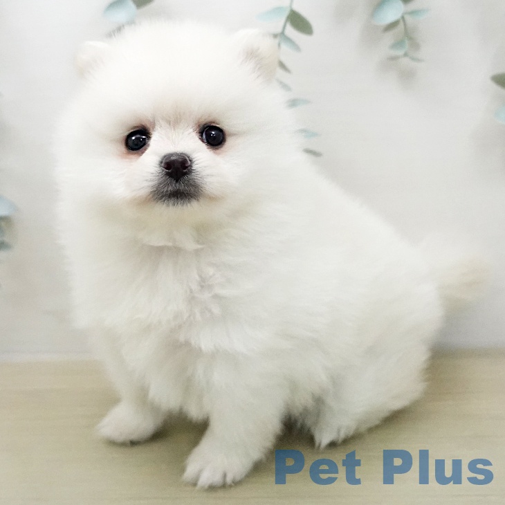 埼玉県のポメラニアン (ペットプラス コクーンシティ店/2026年1月31日生まれ/女の子/クリーム)の子犬の1枚目の画像