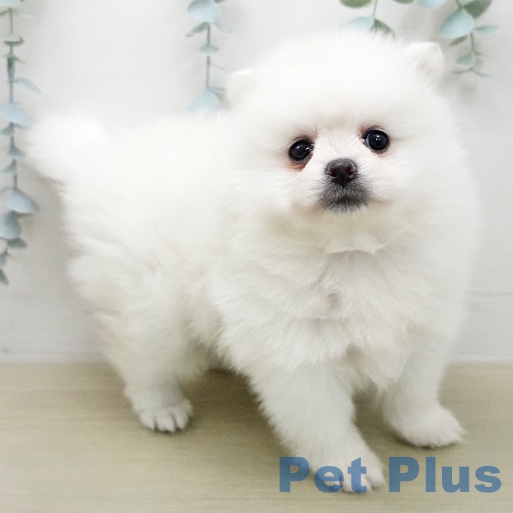 埼玉県のポメラニアン (ペットプラス コクーンシティ店/2026年1月31日生まれ/女の子/クリーム)の子犬の2枚目の画像