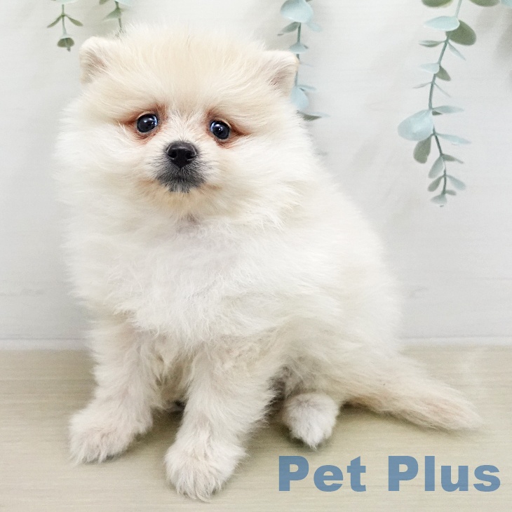 岩手県のポメラニアン (ペットプラス 盛岡南店/2026年1月31日生まれ/男の子/クリーム)の子犬の1枚目の画像