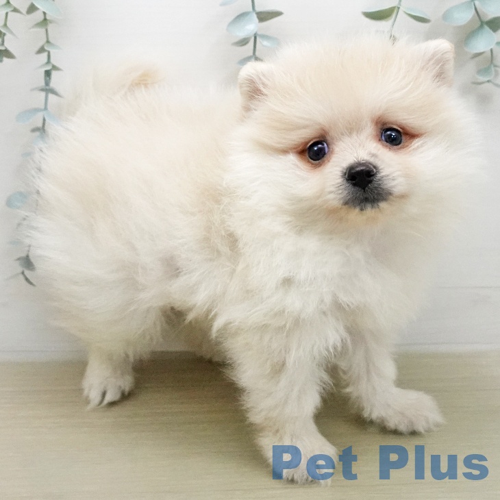 岩手県のポメラニアン (ペットプラス 盛岡南店/2026年1月31日生まれ/男の子/クリーム)の子犬の2枚目の画像
