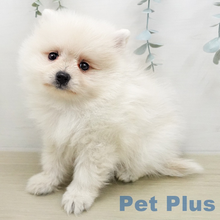 千葉県のポメラニアン (ペットプラス 成田店/2026年1月31日生まれ/男の子/クリーム)の子犬