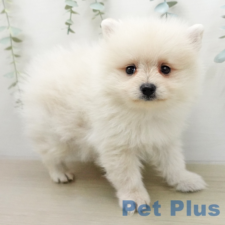 千葉県のポメラニアン (ペットプラス 成田店/2026年1月31日生まれ/男の子/クリーム)の子犬の2枚目の画像