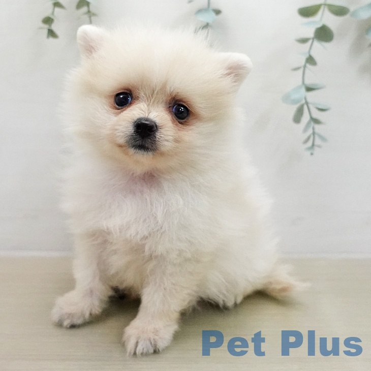 宮城県のポメラニアン (ペットプラス 名取店/2026年1月31日生まれ/女の子/クリーム)の子犬の1枚目の画像