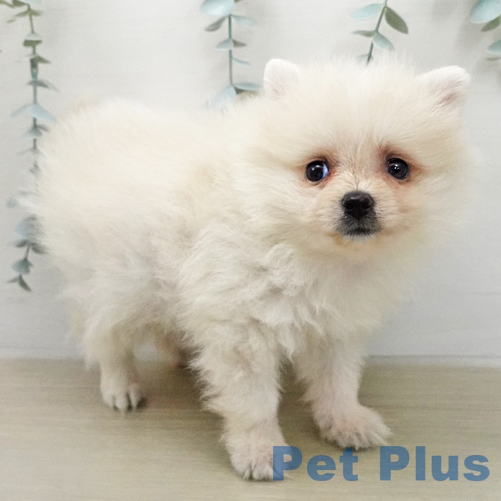 宮城県のポメラニアン (ペットプラス 名取店/2026年1月31日生まれ/女の子/クリーム)の子犬の2枚目の画像